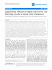 Research paper thumbnail of Experimental infection of rabbits with bovine viral diarrhoea virus by a natural route of exposure