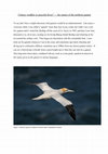 Research paper thumbnail of Clumsy waddler or graceful diver? - the names of the northern gannet