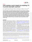 Research paper thumbnail of GCN5 maintains muscle integrity by acetylating YY1 to promote dystrophin expression