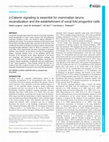 Research paper thumbnail of Beta-Catenin signaling is essential for mammalian larynx recanalization and establishment of vocal fold progenitor cells