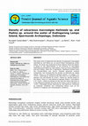 Research paper thumbnail of Density of caalcareous macroalgae Halimeda sp. and Padina sp. around the water of Kodingareng Lompo Island, Spermonde Archipelago, Indonesia