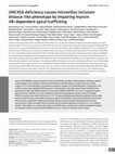 Research paper thumbnail of UNC45A deficiency causes microvillus inclusion disease–like phenotype by impairing myosin VB–dependent apical trafficking