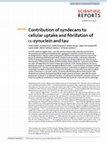 Research paper thumbnail of Contribution of syndecans to cellular uptake and fibrillation of α-synuclein and tau