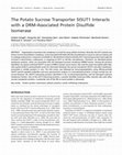 Research paper thumbnail of The Potato Sucrose Transporter StSUT1 Interacts with a DRM-Associated Protein Disulfide Isomerase