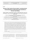 Research paper thumbnail of Bloom of the marine diazotrophic cyanobacterium Trichodesmium erythraeum in the Northwest African Upwelling