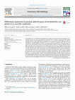 Research paper thumbnail of Differential expression of putative adhesin genes of Actinobacillus suis grown in in vivo -like conditions