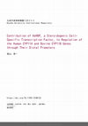 Research paper thumbnail of Contribution of Ad4BP, a Steroidogenic Cell-Specific Transcription Factor, to Regulation of the Human CYP11A and Bovine CYP11B Genes through Their Distal Promoters