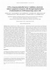 Research paper thumbnail of LW6, a hypoxia‑inducible factor 1 inhibitor, selectively induces apoptosis in hypoxic cells through depolarization of mitochondria in A549 human lung cancer cells