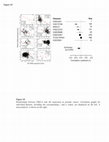 Research paper thumbnail of Supplementary Figure 5 from Protein Kinase C Alpha is a Central Node for Tumorigenic Transcriptional Networks in Human Prostate Cancer