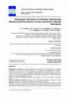 Research paper thumbnail of Phenotypic Detection of Cellulose Hydrolysing Bacteria from the Rumen of Cow and Goat in Bauchi Metropolis