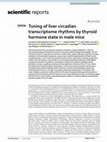 Research paper thumbnail of Tuning of liver circadian transcriptome rhythms by thyroid hormone state in male mice