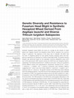 Research paper thumbnail of Genetic Diversity and Resistance to Fusarium Head Blight in Synthetic Hexaploid Wheat Derived From Aegilops tauschii and Diverse Triticum turgidum Subspecies