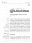 Research paper thumbnail of Amygdalar Auditory Neurons Contribute to Self-Other Distinction during Ultrasonic Social Vocalization in Rats