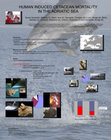 Research paper thumbnail of Human-induced cetacean mortality in the Adriatic sea