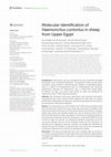 Molecular identification of Haemonchus contortus in sheep from Upper Egypt Cover Page