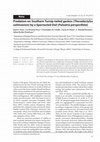 Research paper thumbnail of Predation on Southern Turnip-tailed geckos (Thecadactylus solimoensis) by a Spectacled Owl (Pulsatrix perspicillata)