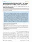 Research paper thumbnail of A putative homologue of CDC20/CDH1 in the malaria parasite is essential for male gamete development