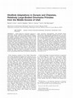 Research paper thumbnail of Hindlimb adaptations in Ourayia and Chipetaia, relatively large‐bodied omomyine primates from the middle Eocene of Utah