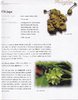 Research paper thumbnail of Malaysian Herbal Heritage - Men's Health (Ubi Jaga - Smilax myosotiflora