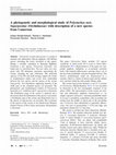 Research paper thumbnail of A phylogenetic and morphological study of Polystachya sect. Superpositae (Orchidaceae) with description of a new species from Cameroon