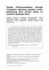 Research paper thumbnail of Sulfate Phytoremediation through Transgenic Ipomoea aquatica Forsk. Harbouring Rice (Oryza sativa L.) Cysteine Synthase Gene