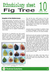 Research paper thumbnail of Fig Tree