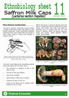 Research paper thumbnail of Saffron Milk Caps (Lactarius Secc. Dapetes)