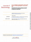 Research paper thumbnail of Ler Is a Negative Autoregulator of the LEE1 Operon in Enteropathogenic Escherichia coli