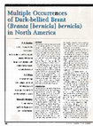 Research paper thumbnail of Multiple Occurrences of Dark-bellied Brant (Branta [bernicla] bernicla) in North America