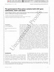 Research paper thumbnail of The gymnosperm Pinus pinea contains both AOX gene subfamilies, AOX1 and AOX2