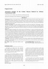 Research paper thumbnail of Structural Changes of the Colonic Mucosa Induced by Orlistat: Experimental Study