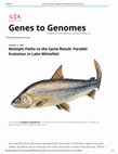 Research paper thumbnail of Multiple Paths to the Same Result: Parallel Evolution in Lake Whitefish