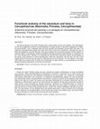 Research paper thumbnail of Functional anatomy of the calcaneum and talus in Cercopithecinae (Mammalia, Primates, Cercopithecidae)