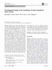 Research paper thumbnail of Developmental changes in the morphology of mouse hypoglossal motor neurons