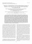 Research paper thumbnail of Induction of Morphological and Electrophysiological Changes in Hamster Cornea after In Vitro Interaction with Trophozoites of Acanthamoeba spp