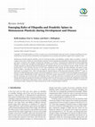 Research paper thumbnail of Emerging Roles of Filopodia and Dendritic Spines in Motoneuron Plasticity during Development and Disease