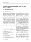 Research paper thumbnail of Endophytic Colletotrichum from tropical grasses with a new species C. endophytica