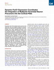 Research paper thumbnail of Dynamic FoxG1 expression coordinates the integration of multipolar pyramidal neuron precursors into the cortical plate