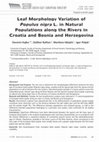 Research paper thumbnail of Leaf Morphology Variation of Populus nigra L. in Natural Populations along the Rivers in Croatia and Bosnia and Herzegovina