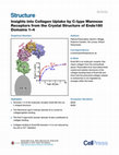 Research paper thumbnail of Insights into Collagen Uptake by C-type Mannose Receptors from the Crystal Structure of Endo180 Domains 1–4