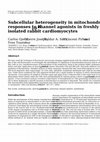 Research paper thumbnail of Subcellular heterogeneity in mitochondrial red-ox responses to K ATP channel agonists in freshly isolated rabbit cardiomyocytes