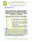 Research paper thumbnail of Primer reporte de la serpiente cazadora Drymarchon caudomaculatus Wüster, Yrasquin y Mijares-Urrutia 2001, para el estado Lara, Venezuela