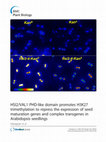 Research paper thumbnail of HSI2/VAL1 PHD-like domain promotes H3K27 trimethylation to repress the expression of seed maturation genes and complex transgenes in Arabidopsis seedlings