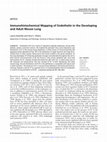 Research paper thumbnail of Immunohistochemical Mapping of Endothelin in the Developing and Adult Mouse Lung