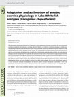 Research paper thumbnail of Adaptation and acclimation of aerobic exercise physiology in Lake Whitefish ecotypes (Coregonus clupeaformis)