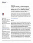 Research paper thumbnail of Synergistic Activity of the Plant Defensin HsAFP1 and Caspofungin against Candida albicans Biofilms and Planktonic Cultures