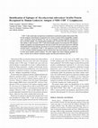 Research paper thumbnail of Identification of Epitopes of Mycobacterium tuberculosis 16‐kDa Protein Recognized by Human Leukocyte Antigen–A*0201 CD8 + T Lymphocytes