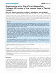 Research paper thumbnail of Dissecting the Active Site of the Collagenolytic Cathepsin L3 Protease of the Invasive Stage of Fasciola hepatica