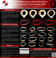 Research paper thumbnail of Spatial Patterning (or lack thereof) in Osteon Population Density in the Human Rib