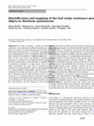 Research paper thumbnail of Identification and mapping of the leaf stripe resistance gene Rdg1a in Hordeum spontaneum